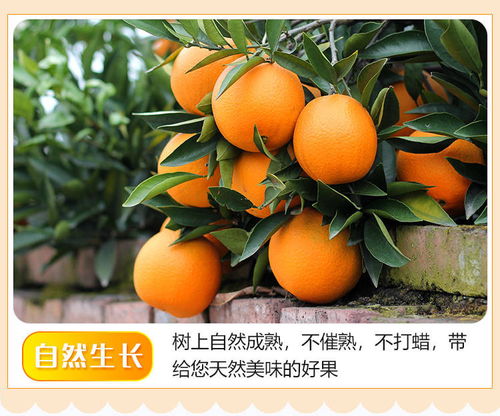 高山脐橙 一瓣入口，满口自然的清甜